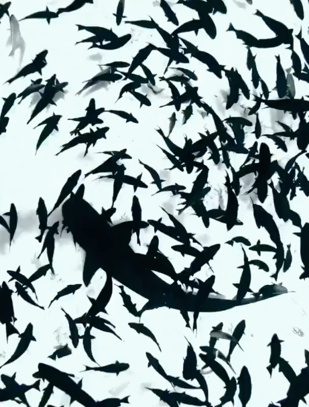 🦈 THROUGH HELL & HIGH WATER: A MERMAID IN A SEA OF SHARKS